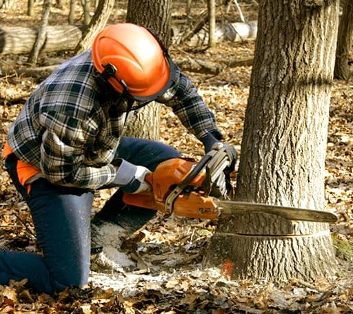 Tree Removal in Yarmouth, ME